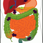 Digestive Motility