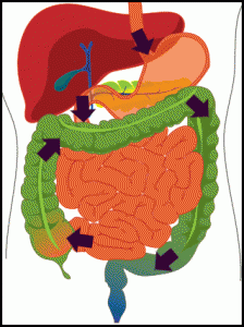 Digestive Motility