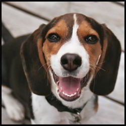 Happy Beagle Puppy