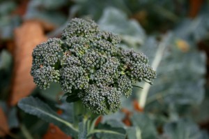 Mustard, Broccoli & Other Veggies Key To Intestinal Health
